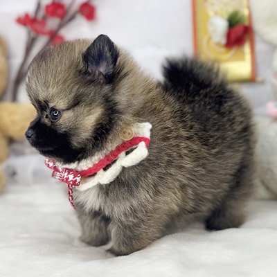 ポメラニアン - 【大阪・兵庫のペットショップ】ペットランドピース