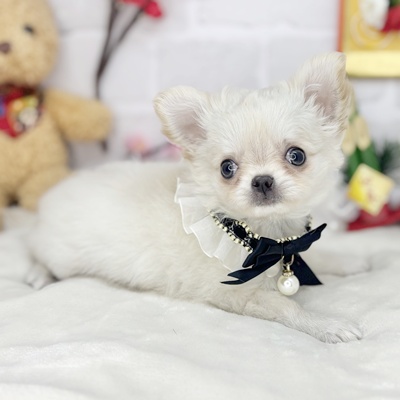 チワワページ チワワ - 【大阪・兵庫のペットショップ】ペットランドピースワン