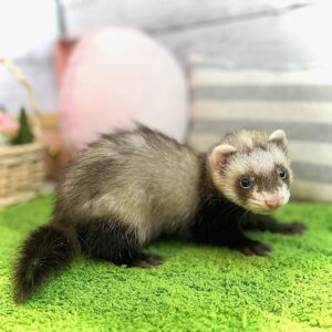 ココハナフェレット IMG_9706