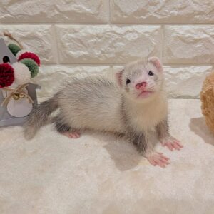 PXL_20251201_021024206