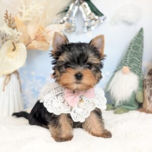 PXL_20251205_065516898.PORTRAIT