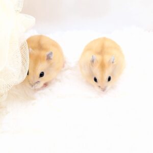 PXL_20251207_072534726.PORTRAIT.ORIGINAL