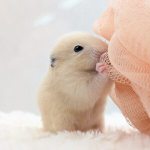 キンクマハムスター PXL_20251209_084942422.PORTRAIT.ORIGINAL