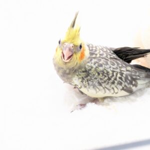 オカメインコ(パール) PXL_20251209_091911241.PORTRAIT.ORIGINAL