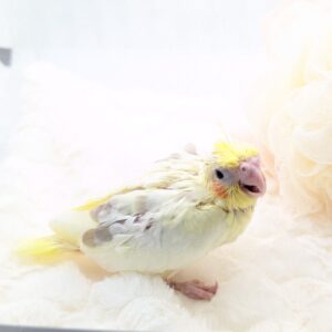 オカメインコ(シナモンヘビーパイド) 家族が決まりました♪ PXL_20251209_092018128.PORTRAIT