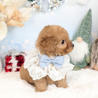 トイプードル - 【大阪・兵庫のペットショップ】ペットランドピース