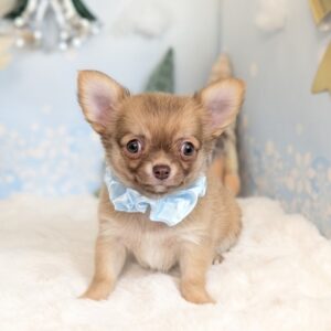 PXL_20251212_051211681.PORTRAIT