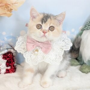 PXL_20251212_064920104.PORTRAIT.ORIGINAL