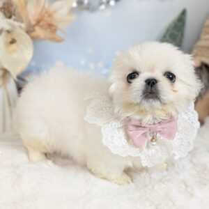 PXL_20251212_071834201.PORTRAIT