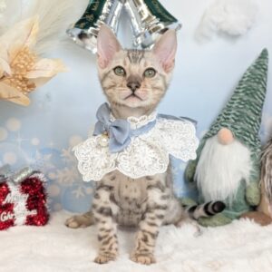 PXL_20251212_074332132.PORTRAIT.ORIGINAL