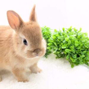 ネザーランドドワーフ（グレー系） - 【大阪・兵庫のペットショップ