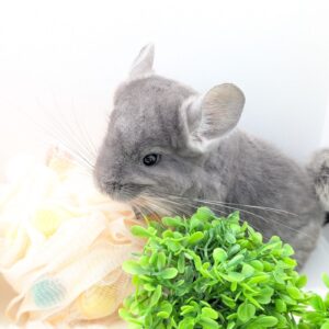 PXL_20251214_023137111.PORTRAIT.ORIGINAL