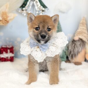 柴犬 家族が決まりました♪ PXL_20251219_052705823.PORTRAIT