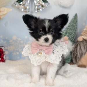 パピヨン PXL_20251219_063145453.PORTRAIT