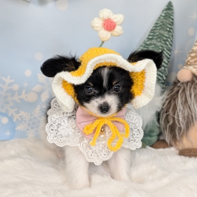 パピヨン - 【大阪・兵庫のペットショップ】ペットランドピースワン