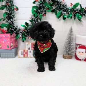 トイプードル PXL_20251220_033052543~2