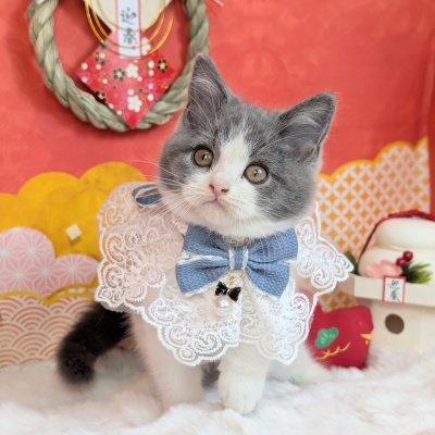 ブリティッシュショートヘアー - 【大阪・兵庫のペットショップ