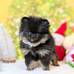 ポメラニアン 2512193304p2