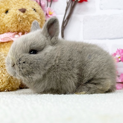 ネザーランドドワーフ（グレー系） - 【大阪・兵庫のペットショップ