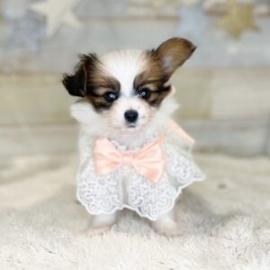 パピヨン パピ♀5