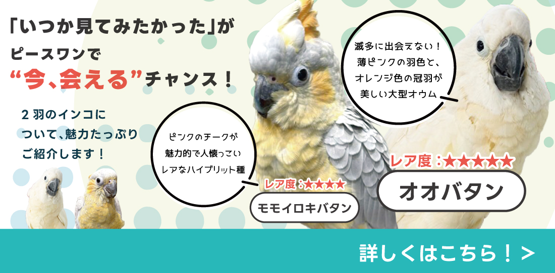 オオバタンモモイロキバタン