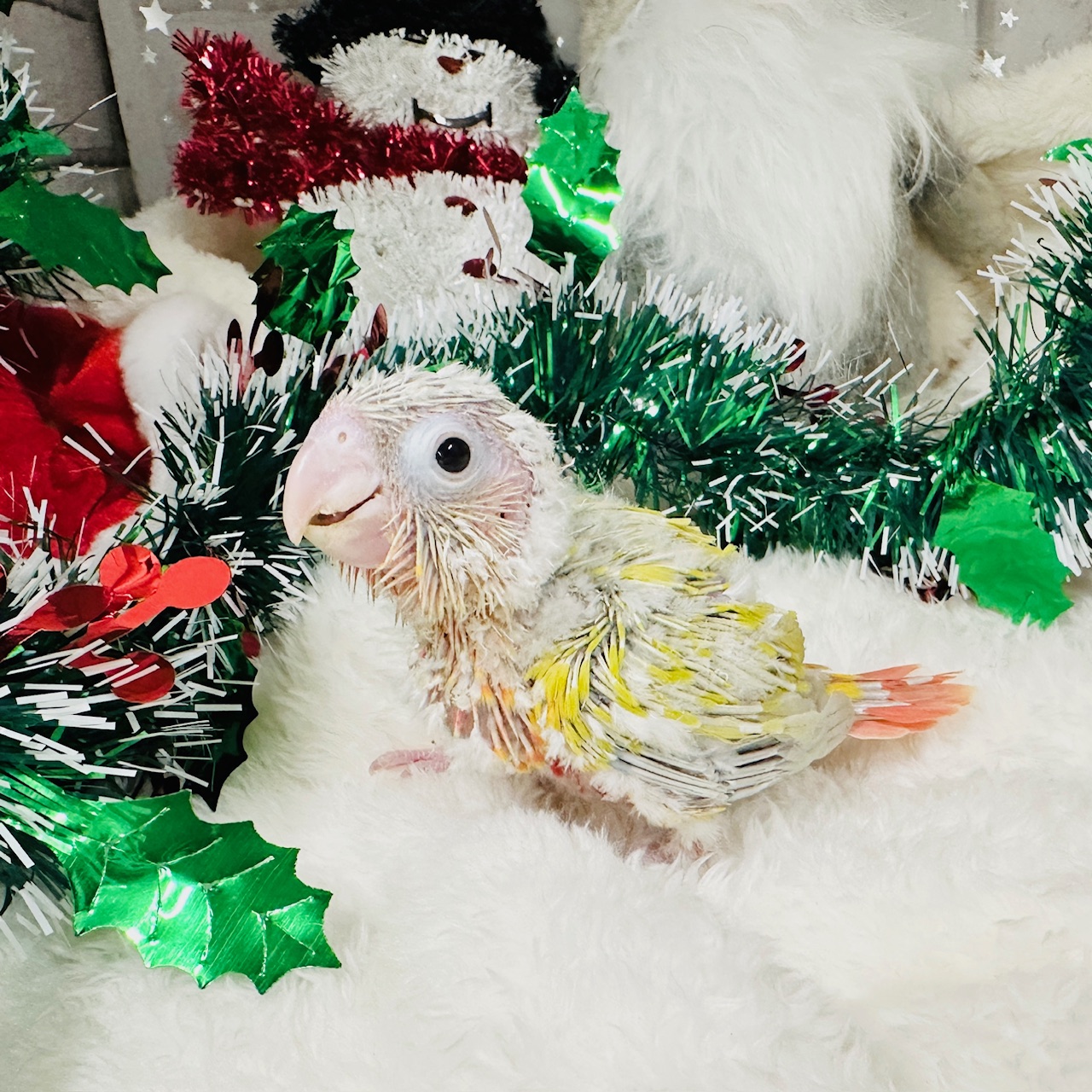 ホオミドリウロコインコ - 【大阪・兵庫のペットショップ】ペット