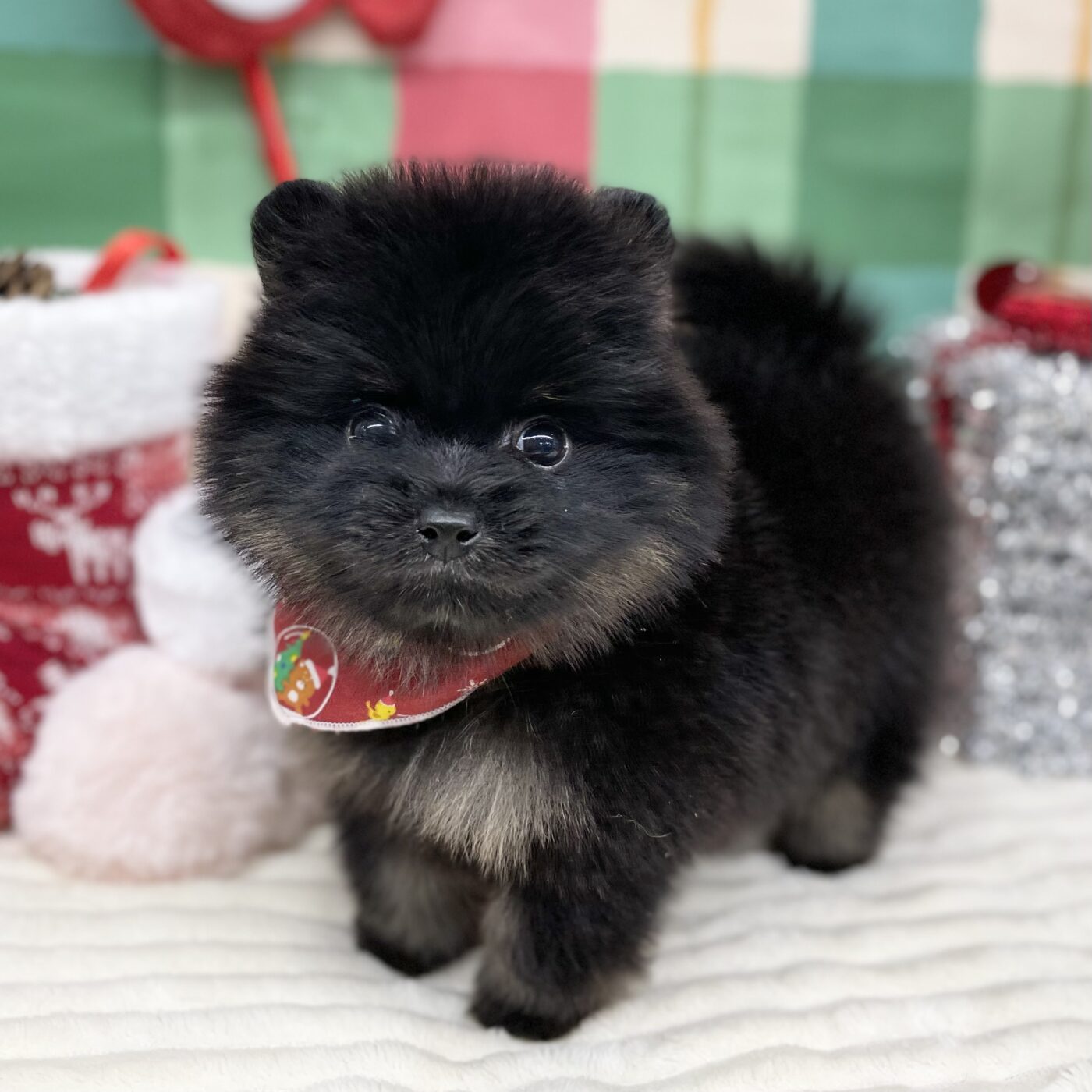 ポメラニアン - 【大阪・兵庫のペットショップ】ペットランドピース