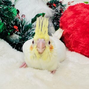 オカメインコ image3