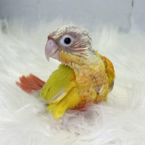 ウロコインコ image4