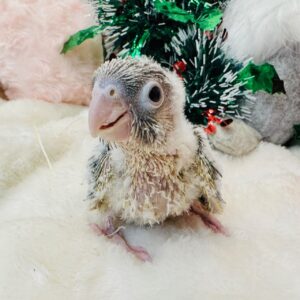 ホオミドリウロコインコ image7