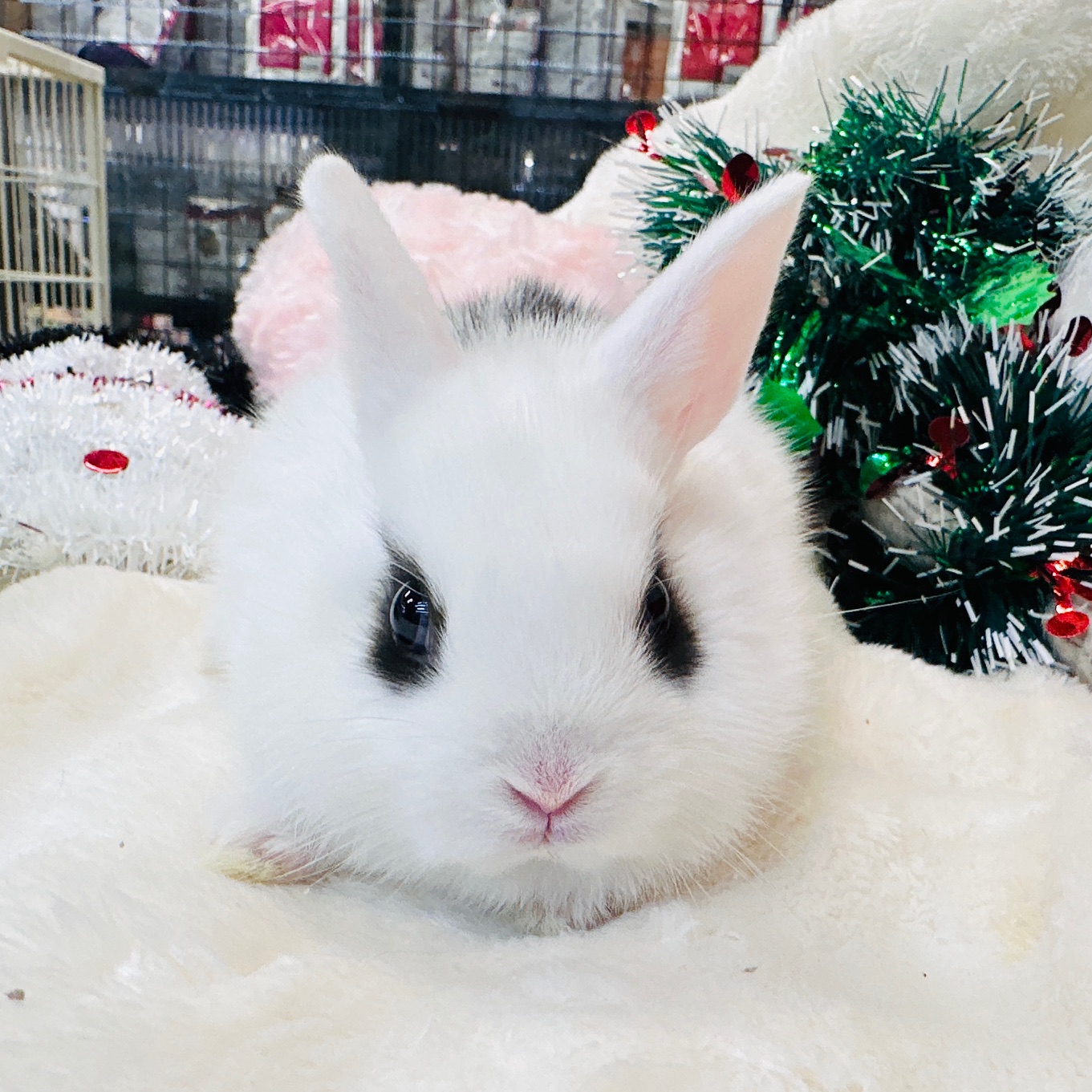 ミニウサギ - 【大阪・兵庫のペットショップ】ペットランドピースワン