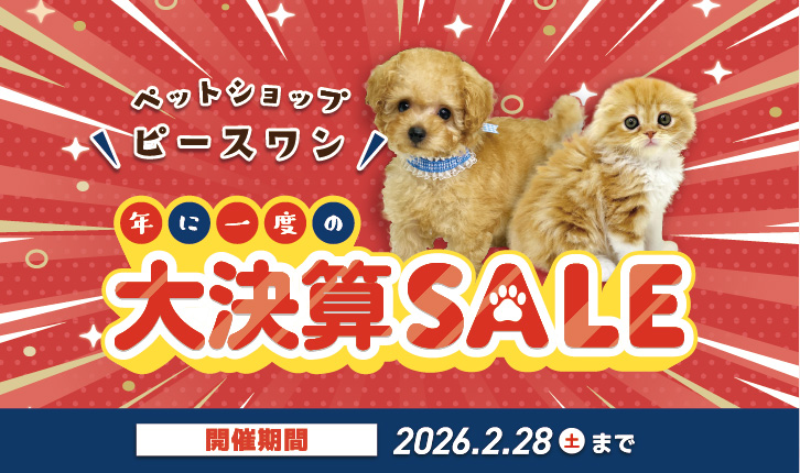🐶ピースワン大決算セール開催中！🐱 - 【大阪・兵庫のペットショップ