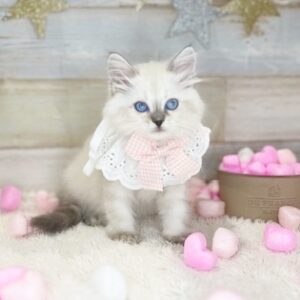 サイベリアン さい2