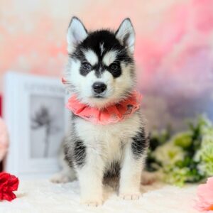 シベリアンハスキー 2601121002s2