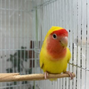 コザクラインコ こざ