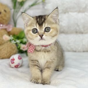 ブリティッシュショートヘア IMG_1131