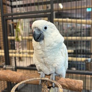 タイハクオウム IMG_2419