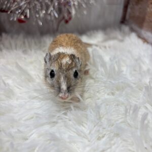 カラージャービル IMG_2928