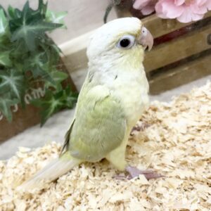 ウロコインコ(ムーンチーク) IMG_4265