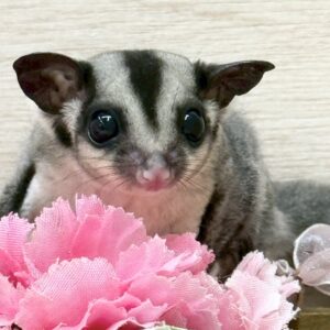 フクロモモンガ(ノーマル) IMG_4314