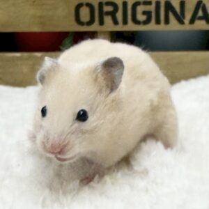 キンクマハムスター IMG_4321