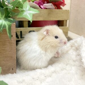 ロングヘアハムスター(クリーム×ホワイト) IMG_4757