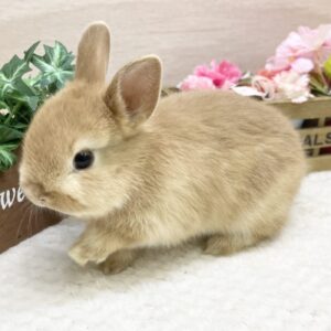 ネザーランドドワーフ(オレンジ) IMG_5685