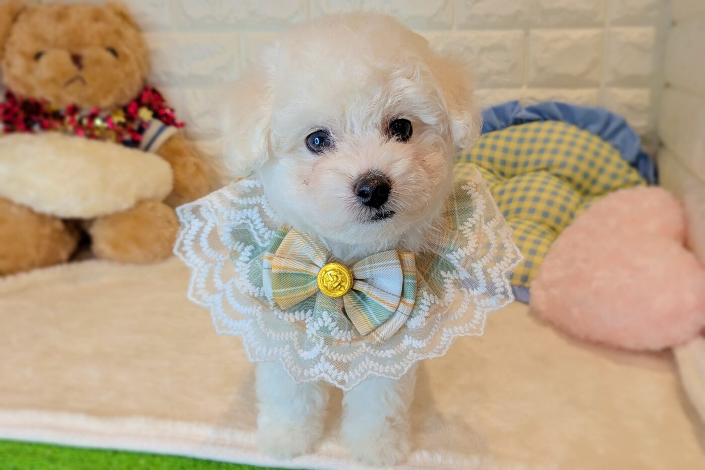 ビションフリーゼ - 【大阪・兵庫のペットショップ】ペットランド