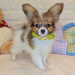 パピヨン PXL_20260107_035953028