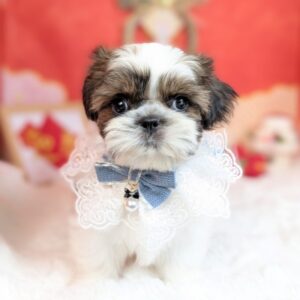 シーズー PXL_20260109_044445627.PORTRAIT