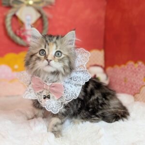 PXL_20260109_053156765.PORTRAIT~2