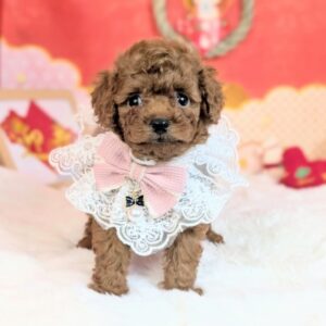 トイプードル 家族が決まりました♪ PXL_20260109_054504535.PORTRAIT~4