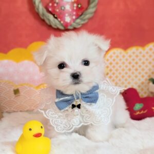 マルチーズ PXL_20260109_055104337.PORTRAIT~2