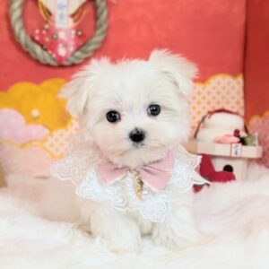 マルチーズ PXL_20260116_054423667.PORTRAIT~2